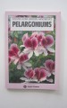Pelargoniums